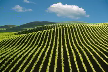 field with crops