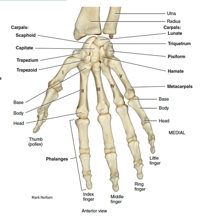 Wiley Introduction to the Human Body sample page