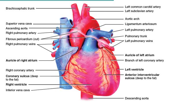 Wiley Anatomy and Physiology sample page