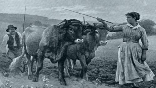 women herding cows with plow
