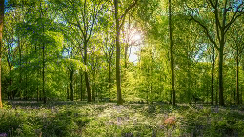 Sun shining through trees in a forest