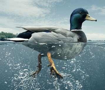 DuckPaddling