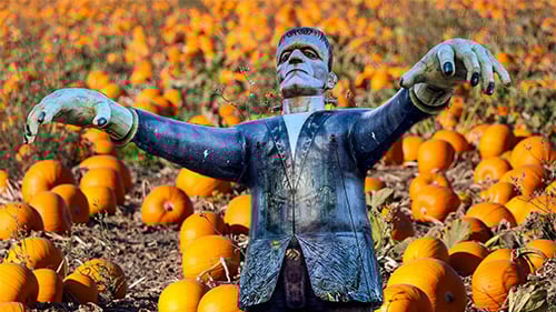 Frankenstein in pumpkin patch