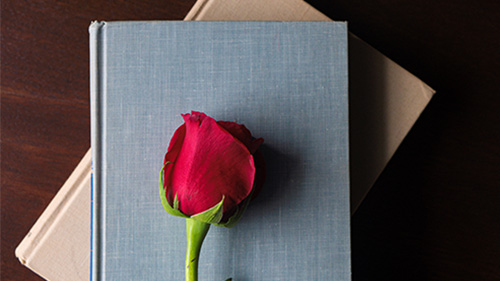 Rose on a stack of books 